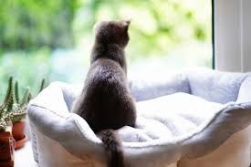 Kedi Kulesi Nasil Yapilir Nasilkolay