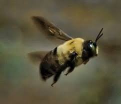 Pin By Mary At The Honeybee Hive On Lawn N Garden Ideas Carpenter Bee Bee Wood Bees