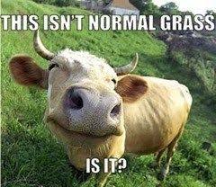 20 Fantastically Funny Cow Memes To Put You In A Happy Moo D Cows Funny Funny Cow Pictures Cow Meme