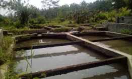 Tanah Murah Ada Kolam Ikan Di Tenjolaya Bogor
