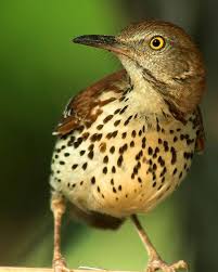 Identification Birds Of Prey In Georgia Brown Thrasher Brown Thrasher Backyard Birds Beautiful Birds