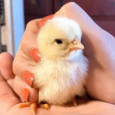 Check spelling or type a new query. 9 Cute Baby Bird Photos That Will Melt Your Heart