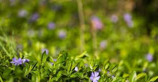Vinca alkaloids include vinblastine, vincristine, vindesine, and vinorelbine originally derived from catharanthus roseus (apocynaceae). Vinblastine And Vincristine Vinca Alkaloids Podcast Chemistry World