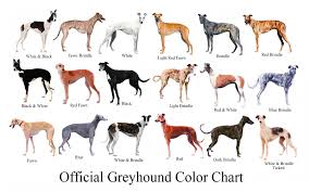 The Official Greyhound Color Chart Lists Every Colour Except