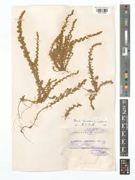 Image result for Chenolea diffusa