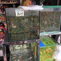 Melawat orang tua betta ikan padu padu kg jawa klang. Kedai Akuarium Pudu Pet Store In Bukit Bintang