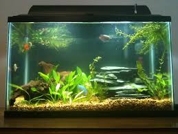 Image Result For 10 Gallon Aquascape Tank I Like The Rocks In This Aquascape Fresh Water Tank Fish Tank