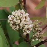 Image result for Dalbergia boehmii