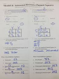 This worksheet will take about 20 minutes for most students, i usually give it to them after a short lecture on solving genetics problems. Mendelian Genetics Questions And Answers Pdf Easy Biology Class
