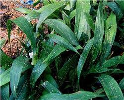 It is highly versatile as background foliage, a tall accent, often uses for lining clear vases. Aspidistra Elatior Milky Way Milky Way Cast Iron Plant Plant Lust