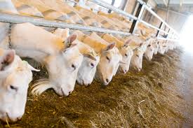 Image result for goatmilk