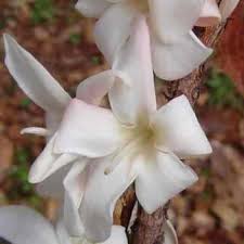 Image result for Feretia