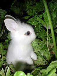 Cute Rabbit Cute Baby Bunnies Fluffy Animals Cute Baby Animals