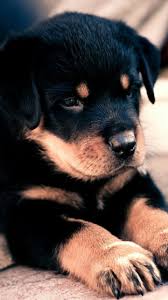 Canal De La Risa So Cute Canal Cute Risa 2020 Yavru Kopek Sevimli Kopek Yavrulari Kopek