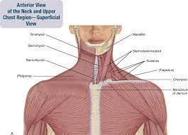 Use dictionary if it's necessary. 8 Muscles Of The Spine And Rib Cage Musculoskeletal Key