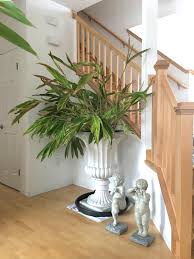 Alternatively, if the clump is very large, use a shovel to dig a section of the plant's outer edge. House Plant Variegated Shell Ginger Unique And Unusual Indoor Plants For Your Home Decor Jaydeemahs Com