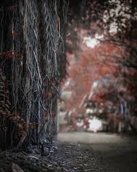 Pin By Rohut On Jhgjk Dslr Background Images Blur Photo Background Photoshop Digital Background