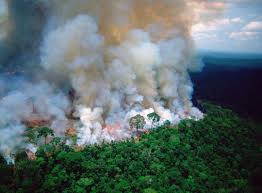 Die Lunge Der Erde Brennt Gerade Wuten Furchtbare Feuer Im Amazonas Regenwald Jeder Einzelne Kann Helfen Wie Ver Amazon Forest Amazon Rainforest Rainforest