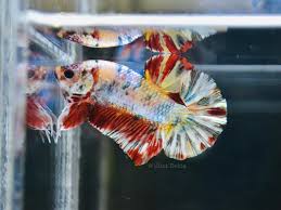 See more ideas about betta, betta fish, aquarium fish. Just Betta Rare Copper Candy Fancy Facebook