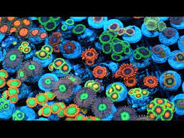 Zoanthid Identification 35 Different Types Closeup 4k Ultra Hd