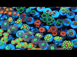 zoanthid identification 35 different types closeup 4k ultra hd