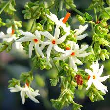 Buy Parijat Tree Parijatak Night Flowering Jasmine Plant Online From Nurserylive At Lowest Price Flower Seeds Fragrant Flowers Jasmine Flower