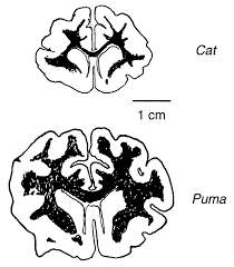 In the matter of karen ann quinlan: A Universal Scaling Law Between Gray Matter And White Matter Of Cerebral Cortex Pnas