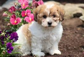 Shichon or zuchon puppies available now! Shichon Teddy Bear Puppies For Sale Puppy Adoption Keystone Puppies Teddy Bear Puppies Teddy Bear Dog Puppy Adoption