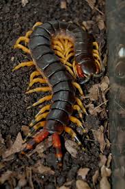 Black And Yellow Centipede North Carolina Scolopendra V Viridicornis Brazil Centipede Bugs And Insects Arthropods