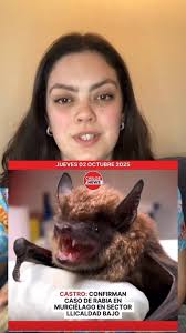 ‼️¿Habías visto esta noticia?🦇, 🦇La rabia es uña enfermedad de fácil  transmisión pero que es 100% mortal 🚑, 💉Una forma sencilla de prevención  es la vacunación con vacuna antirrábica tanto a perros ...