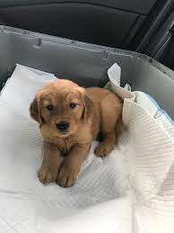 My Golden Retriever Puppy About 2 Months Ago When He First Got Picked Up Rarepuppers