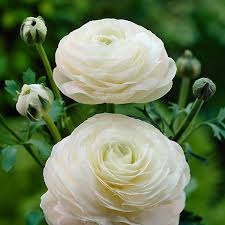 Tall sturdy stems perfect for cut flowers; White Tecolote Ranunculus Bulbs Terrain