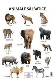 Plansa Animale Salbatice In 2020 Culori Lupi Caine