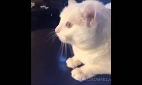En Komik Kedi Videolari Bir Arada Seyredelim Com
