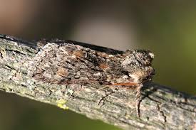 Image result for Polyploca ridens