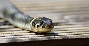 Misalnya, dalam budaya kuno seperti budaya asia, ular merupakan simbol kebijaksanaan dan pengetahuan. Mimpi Digigit Ular Ini 5 Artinya Bisa Jadi Simbol Setan Loh