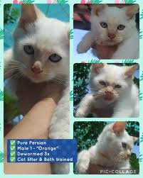 For rehoming 3 kittens Persian Male/Female Dob Nov 6, 2024