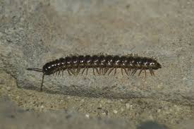 Image result for Oxyrhachis gracillima