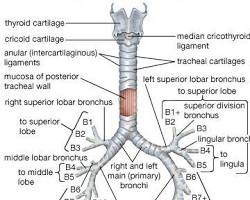 Image of Trachea anatomy diagram