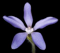 Image result for Polystachya dendrobiiflora