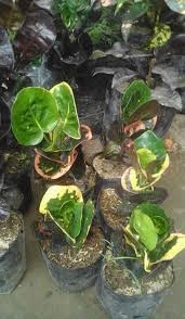 Juegos de whatsapp para amigos : Yang Minat Puring Impor Jenis Apel Jual Tanaman Bungah Facebook