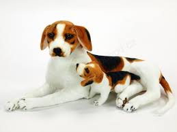 Image result for bígl