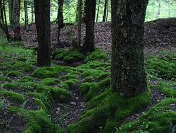 Image result for Aeschynomene mossoensis