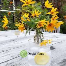 Benih bibit bunga gazania pive tesino 8 biji tanaman hias haira seed rp 15.000; Jual Bunga Hias Gantung Terbaru Harga Murah Blibli Com