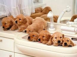 pin by makaii mozmoz on adorable puppies cute puppy wallpaper cute dog wallpaper