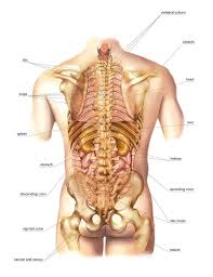 Medical human anatomy for children, cartoon child organ set, cute kid viscera systems diagram. External Projection Of Internal Organs Photograph By Asklepios Medical Atlas