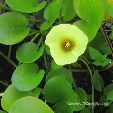 Image result for Nymphoides