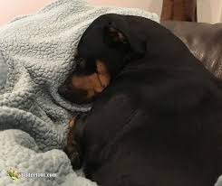 If you need to keep your dog from licking a wound, you'll have to fit him with a recovery cone. Replace The Cone Of Shame Diy Medical Collar Pool Noodle Collar