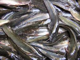 Anang Noegroho Anangnoegroho Fish Food Catfish