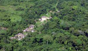 Image result for Oubanguia africana